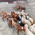 بهم وفران للبيع العدد 28