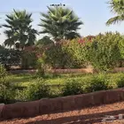 نخل زينه للبيع حائل. القاعد