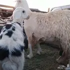 نعجه والد طيبه