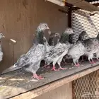 حمام باكستاني (( تم البيع ))