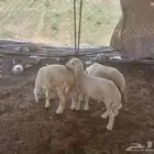 طليان للبيع