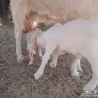 عنز والد طيبه