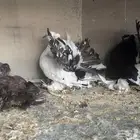 زوج رقاص هندي مع فرخه