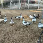 للبيع بط مصري
