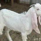 تيوس للبيع