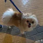 كلب اليف