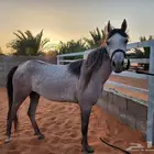 عربة نقل خيل باقل الأسعار
