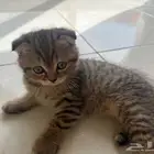 للبيع قط سكوتش فولد