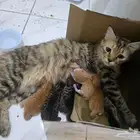 قطه للتبني بجده مع 5 اولاد
