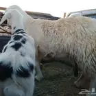 نعجه والد طيبه حريه