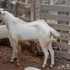 للبيع تيس فحل