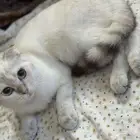 قطط سكوتش فولد