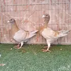 ثلاث أجواز هومر كريمي وملي بار واحمر
