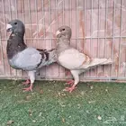 جوز هومر انث كريمي وذكر ملي بار معه فرخ