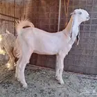 جفره مضرع ومشروع فحل