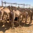 عروض القعدان الجمله من مزارع ابو احمد