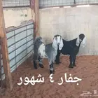 ذبايح