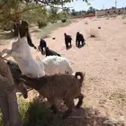 جفار طيبات عوارض ومشاريك