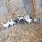 صيصان دجاج بلدي