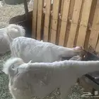 عنز حليب ... وتيس وجفره هجين بورقت
