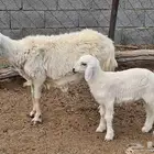 شاه خلفه للبيع