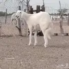 مشروع فحل ابرص تم بيعه