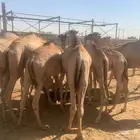 متفردين بأسعارنا و جودة القعدان بمزارعنا