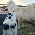 نعجه والد طيبه