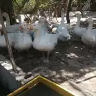 وز هجين مفتل سيباستبول