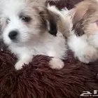 كلاب مالتيز مكس صغيرة