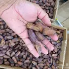 تمر براني طيب