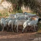 طليان رفيدي بلدي