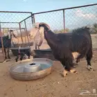 عنز طيبه معها تيس مشروطه العذاريب