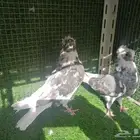طبات قطيفي دخاني
