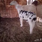 نعجه والد طيبه