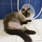 قط هملايا منقذ للتبي