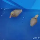 بط للبيع