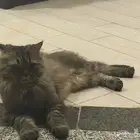 قط للتبني
