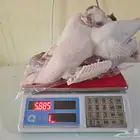 ديك.رومي ذبح طازج