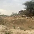 دمن غنم للبيع