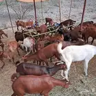 معزا محايلية مراح واحد