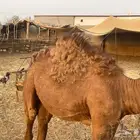 قعود لباني للبيع عمره خمس اشهر