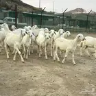 بهم تربيه كفو