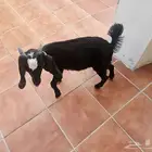 تيس