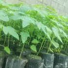 القمري