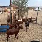 جفار محايلية طيبة