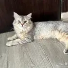 قطه للتبني