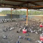 حمام فرنسي سلفر اعمار سنتين واقل