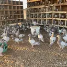 سلفر سوبر جامبو