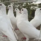 مجموعة فرنسي وزاجل سباق وحمام باكستاني